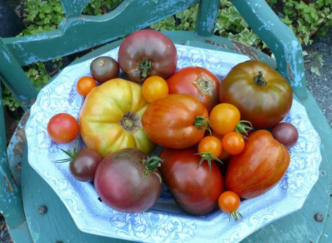 heirloom tomatos